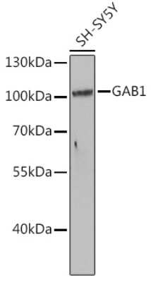 Western Blot: GAB1 AntibodyAzide and BSA Free [NBP3-05066]